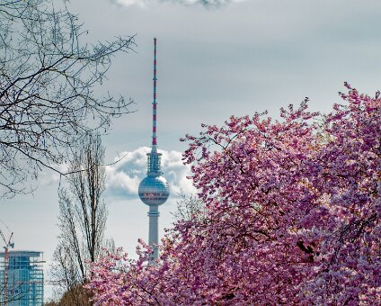 [2026-04-04] Mit Gudrun Kirschblüte_260403_1331030054_hh_voll_1-1
