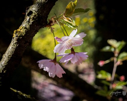 [2022-04-17] Gärten der Welt [2022-04-17] Gärten der Welt am 17.04.2022 15:21:28