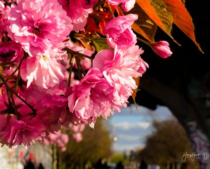 [2023-04-27] Kirschblüte an der Bernauer Straße [2023-04-27] Kirschblüte an der Bernauer Straße am 27.04.2023 18:18:12 S Bornholmer Straße Berlin Deutschland