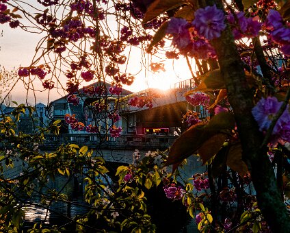 [2026-04-15] Frühlingsblumen in Berlin_260417_1827400045_hh_voll