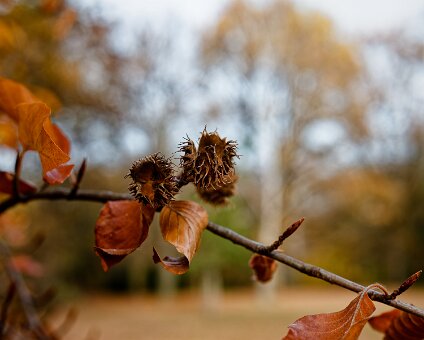20251113-DSCF1248_hh_voll