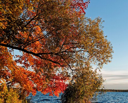 [2025-10-19] Bunte Blätter rund um den Müggelsee_251019_1629010142_hh_voll