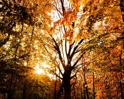 [2021-10-31] Herbst am Seddinsee [2021-10-31] Herbst am Seddinsee am 31.10.2021 15:45:28 Bezirk Treptow-Köpenick Berlin Deutschland