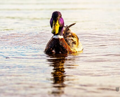 [2022-06-21] Enten am Müggelsee [2022-06-21] Enten am Müggelsee am 21.06.2022 20:23:40 Strandbad Müggelsee Berlin Deutschland